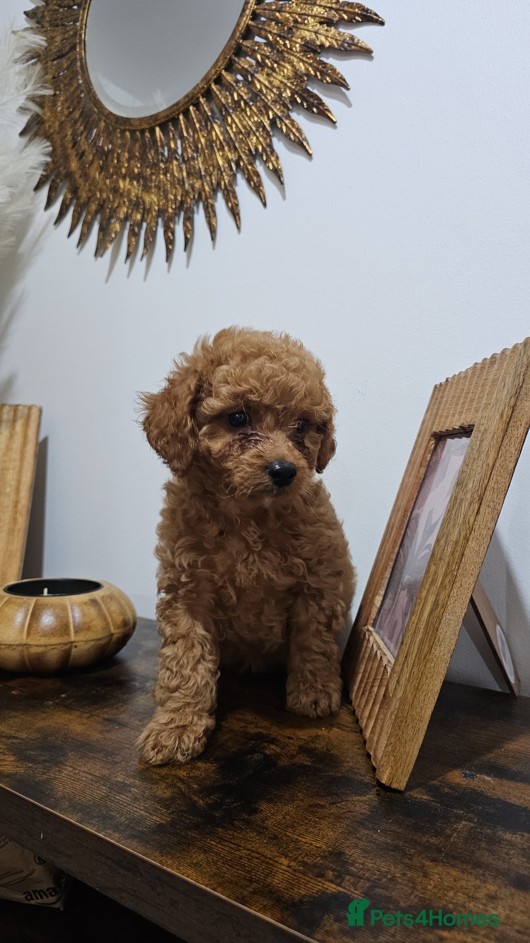 Cavapoo dogs for sale: Gorgeous Little Cavapoo Puppy  - Advert 6