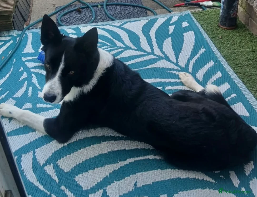 Border Collie dogs for stud: Border collie for stud - Advert 2