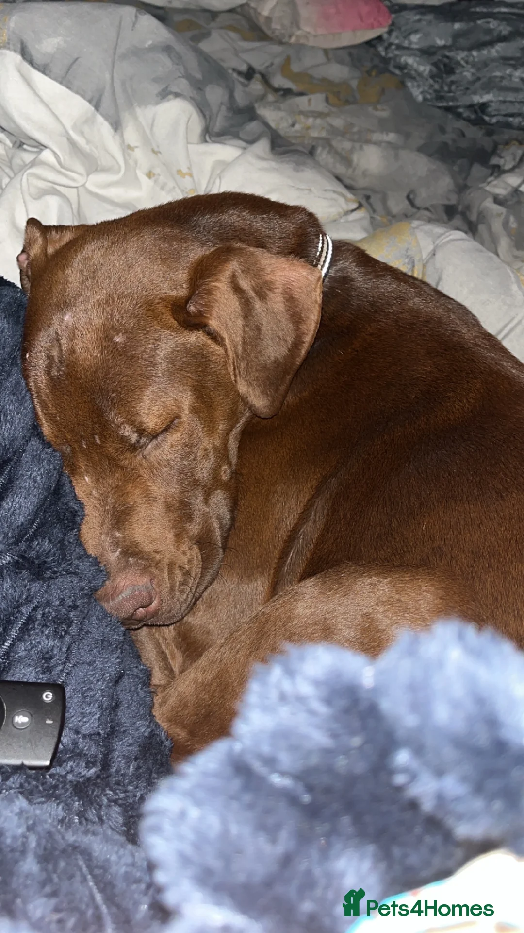 Mixed Breed dogs for sale: Presa x Doberman  - Advert 5