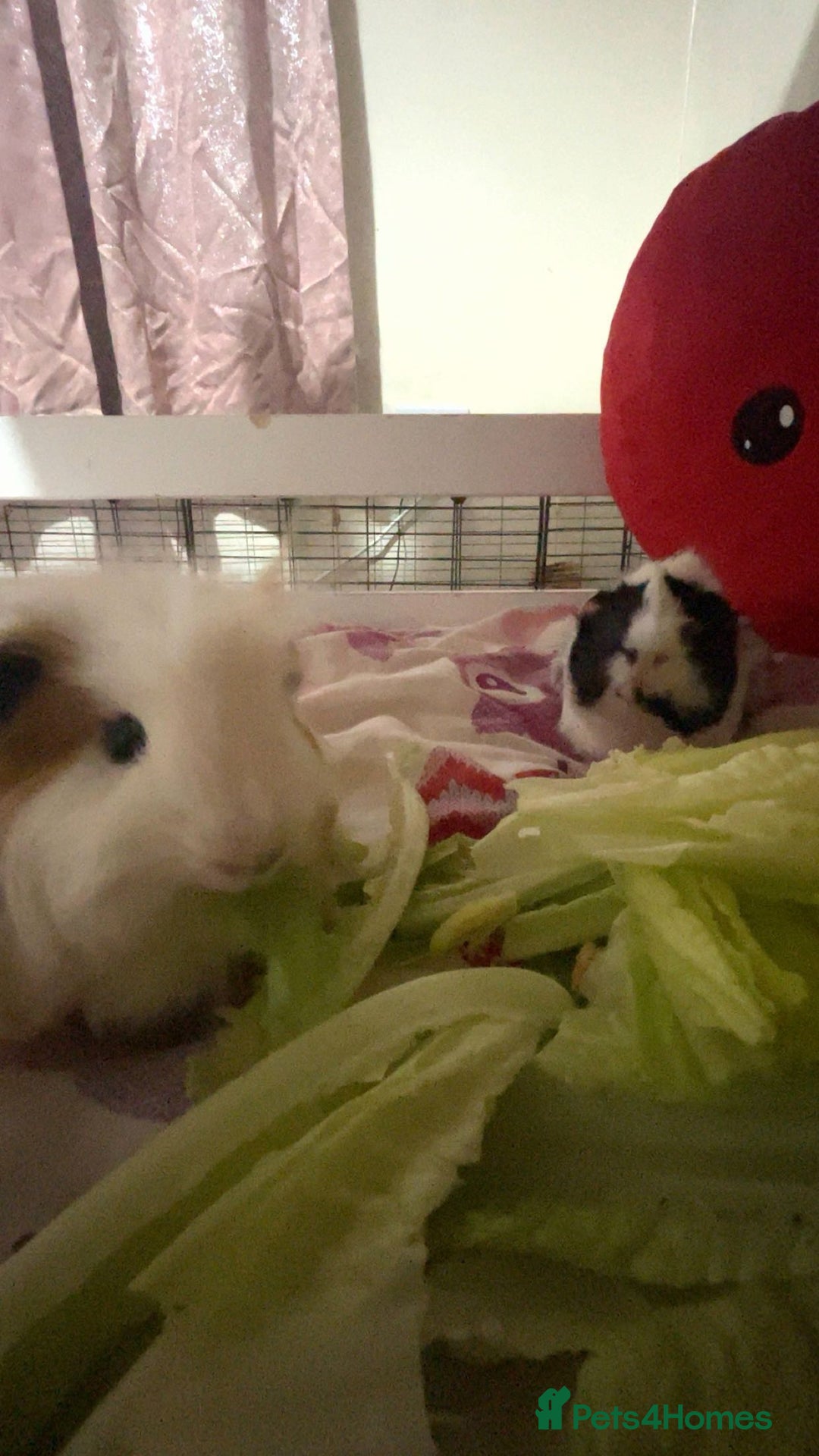 Guinea Pig rodents for sale: two boy guinea pigs  - Advert 1