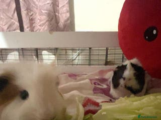 Guinea Pig rodents two boy guinea pigs - Advert 1