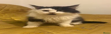 British Longhair 1