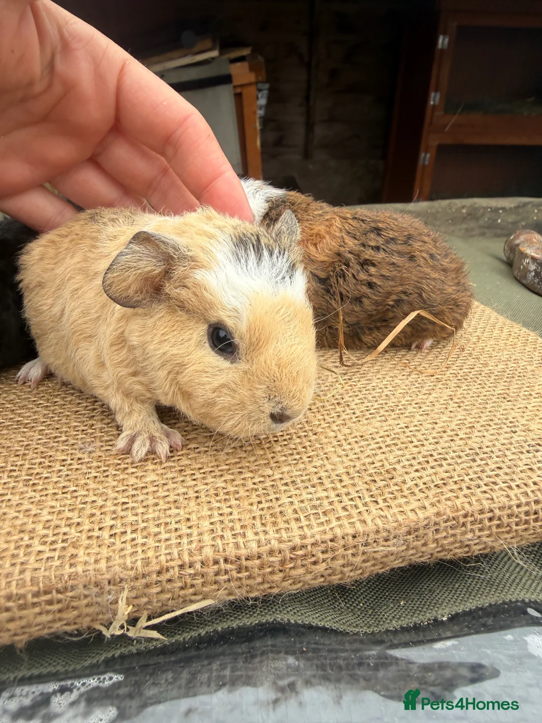 Guinea Pig rodents for sale: Teddy boars  in Preston - Advert 2