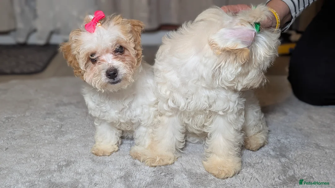 Maltipoo dogs for sale: Olivia M - Advert 12