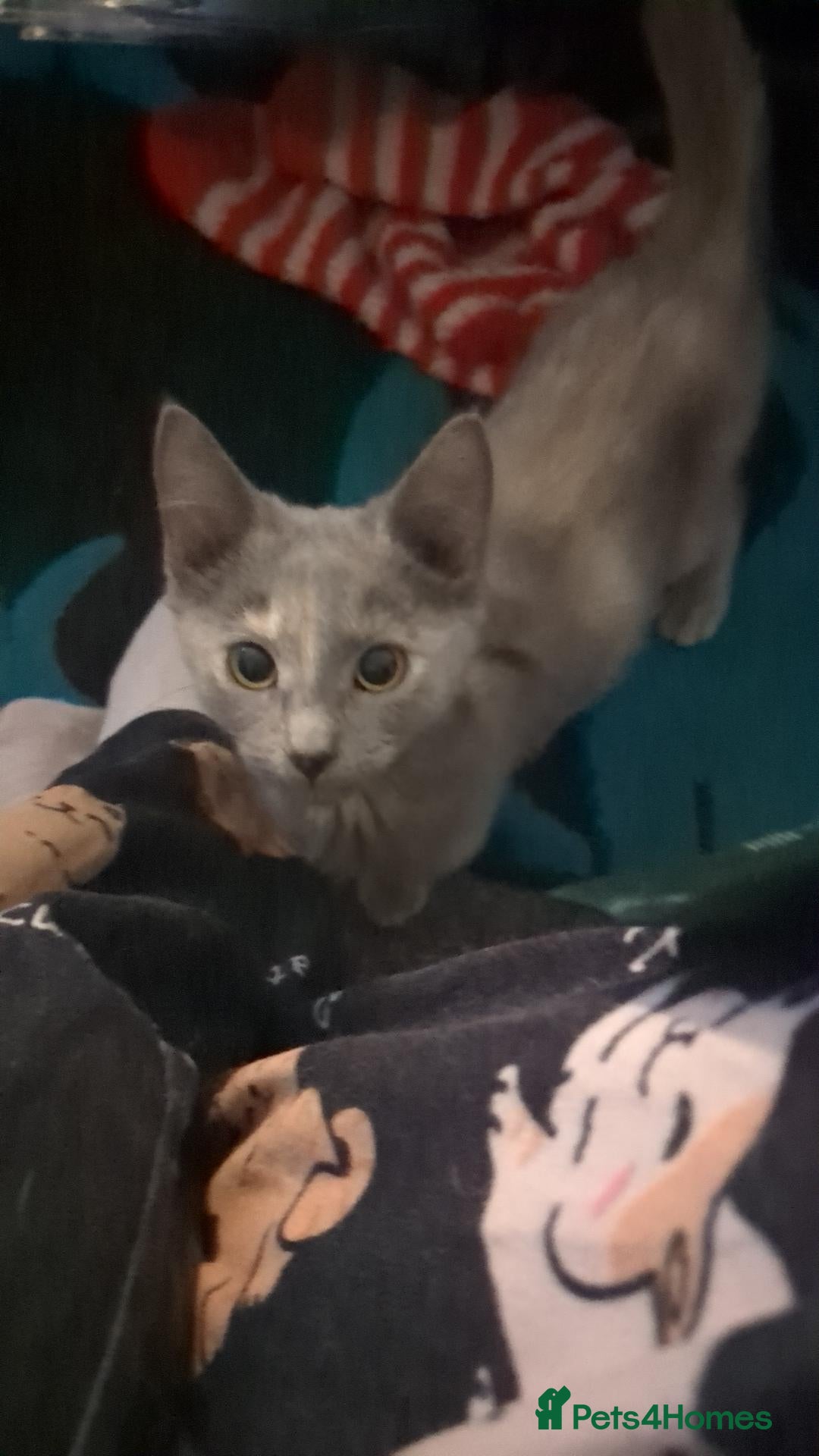 Mixed Breed cats Beautiful grey tri colour kitten girls - Advert 1
