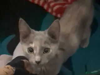 Mixed Breed cats Beautiful grey tri colour kitten girls - Advert 11