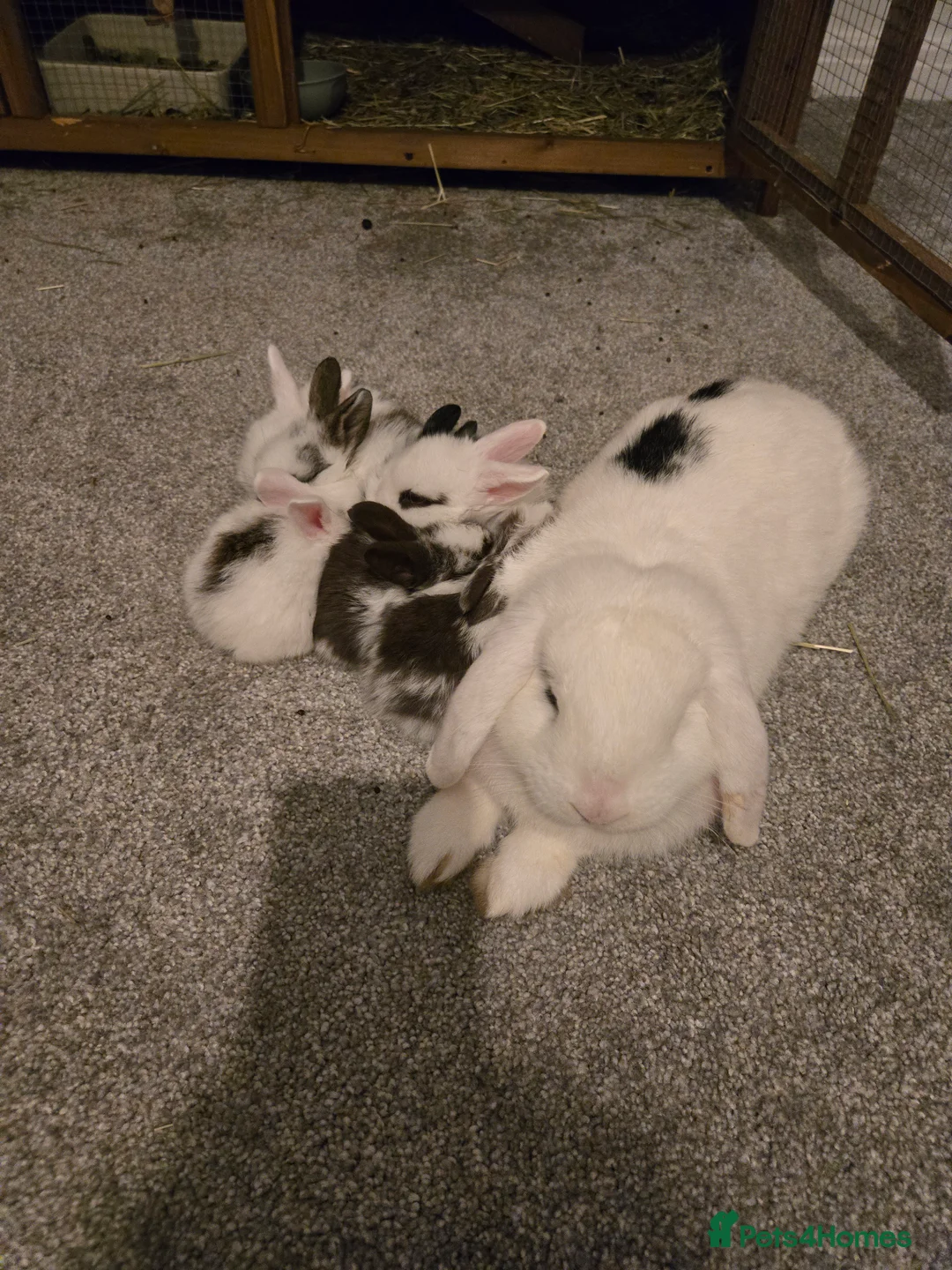 Mini Lop rabbits for sale: Mini lop bunnies  in Hinckley - Advert 2