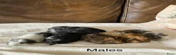 Guinea Pig rodents for sale: Gorgeous Guinea Pigs - Advert 6
