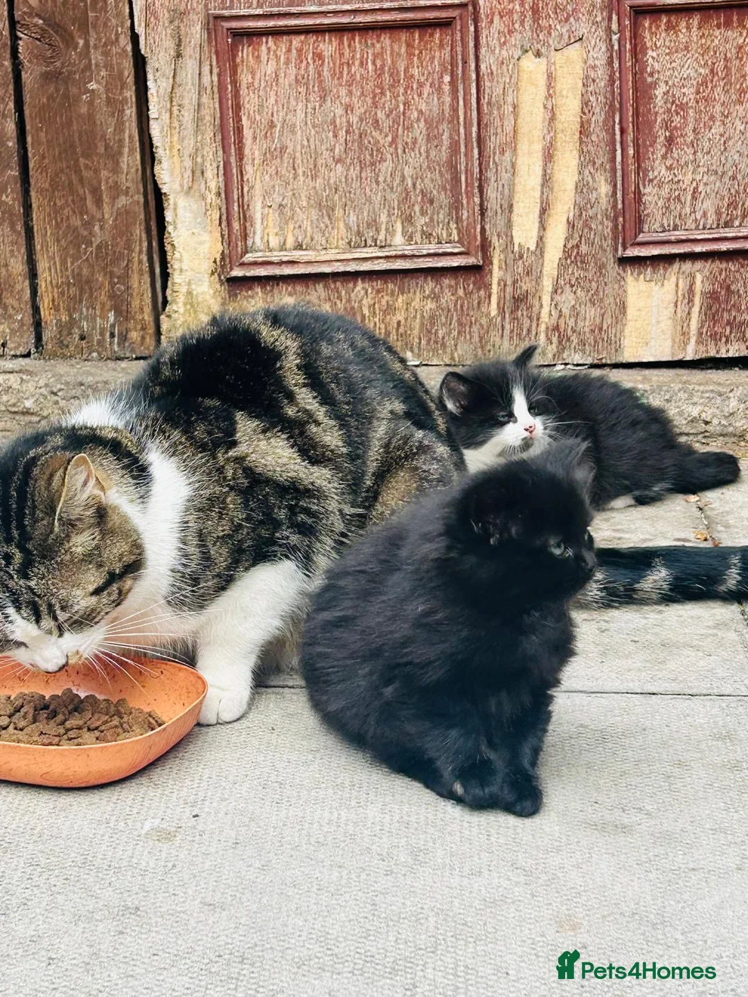 Mixed Breed cats for sale: Kittens for sale  - Advert 10