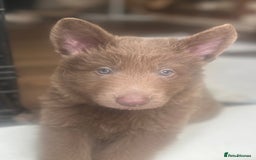 German Shepherd dogs for sale: Isabella German shepherd pups - Image 1