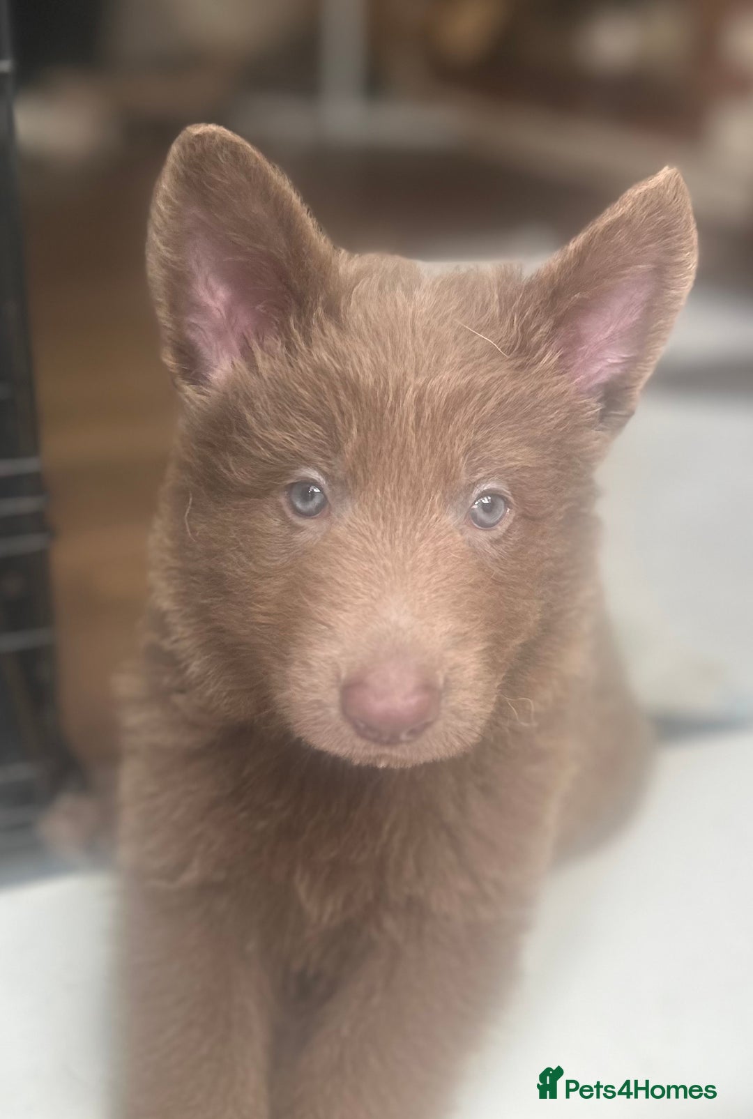 German Shepherd dogs for sale: Isabella German shepherd pups - Image 1