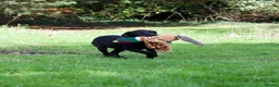 Labrador Retriever dogs for sale: KC reg black bitch . Health tested parents. - Advert 9