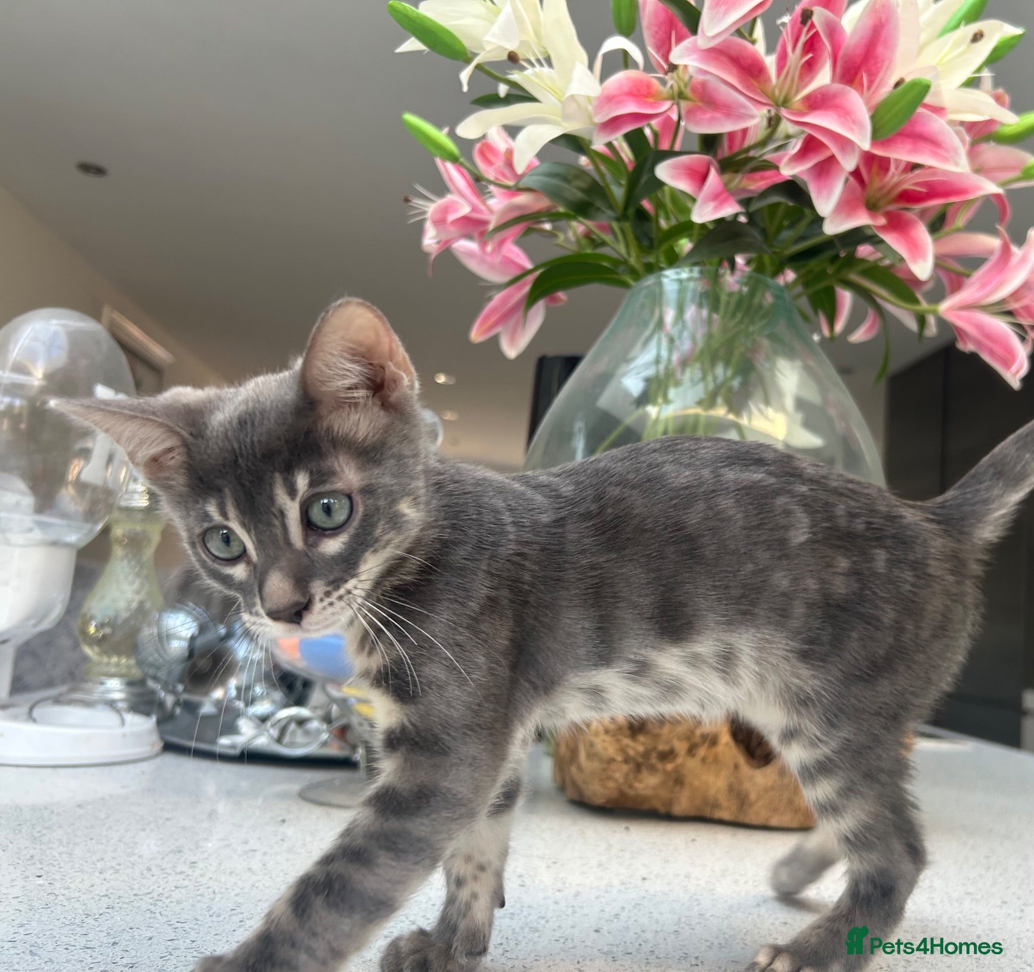 Bengal cats 💙 READY NOW! Blue Female Bengal TICA kitten - Advert 17
