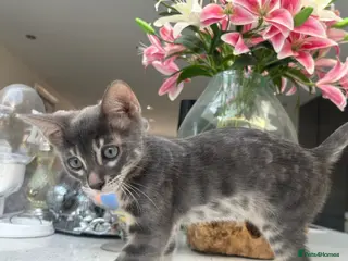 Bengal cats 💙 READY NOW! Blue Female Bengal TICA kitten - Advert 17