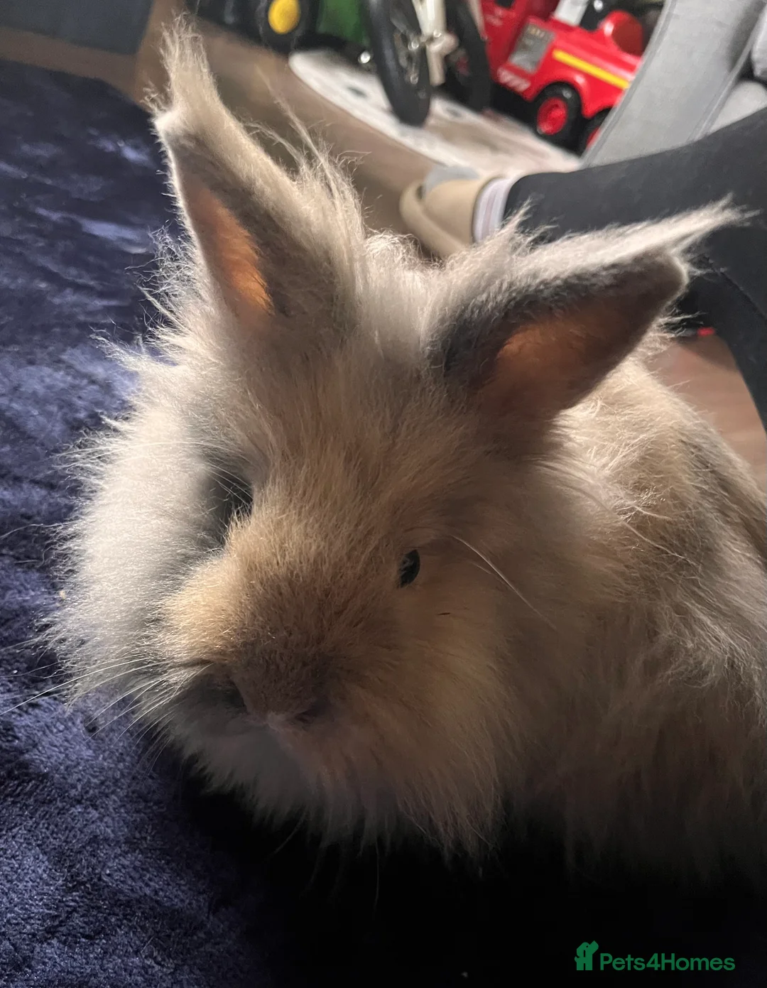 Mixed Breed rabbits for sale: Angora cross lion head - Advert 1