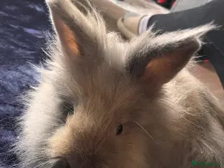 Mixed Breed rabbits Angora cross lion head - Advert 1