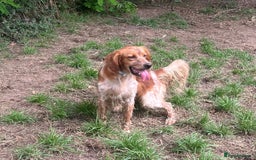 English Setter dogs for adoption: Piti  - Image 6