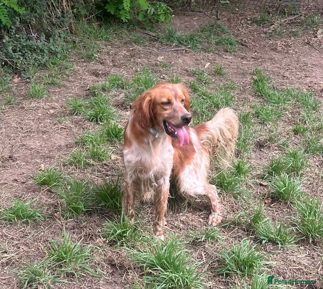 English Setter dogs for adoption: Piti  - Image 6