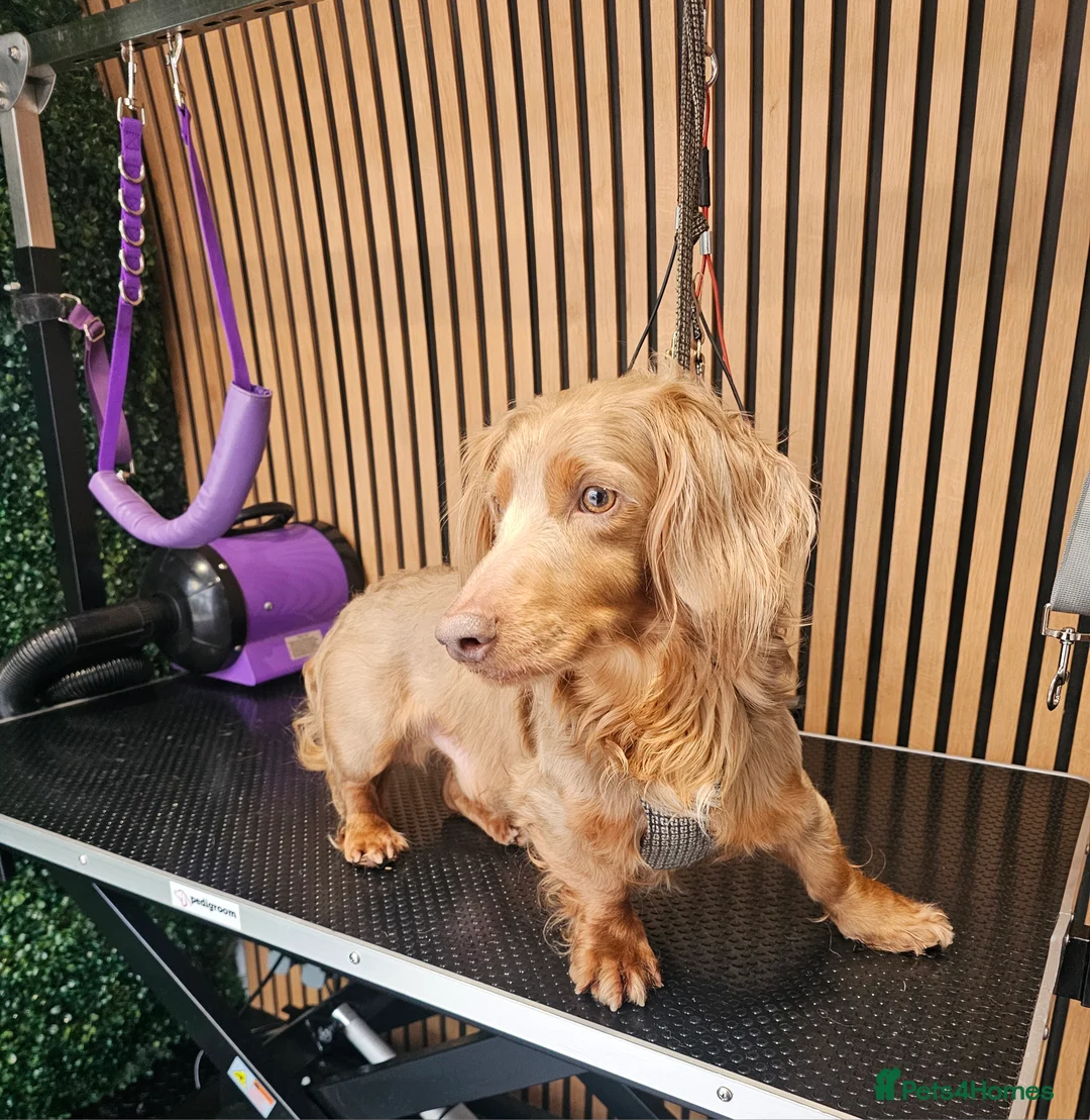 Miniature Dachshund dogs for stud: **RogueRoyales Luxe** PRA Clear Long Hair in Wolverhampton - Advert 3