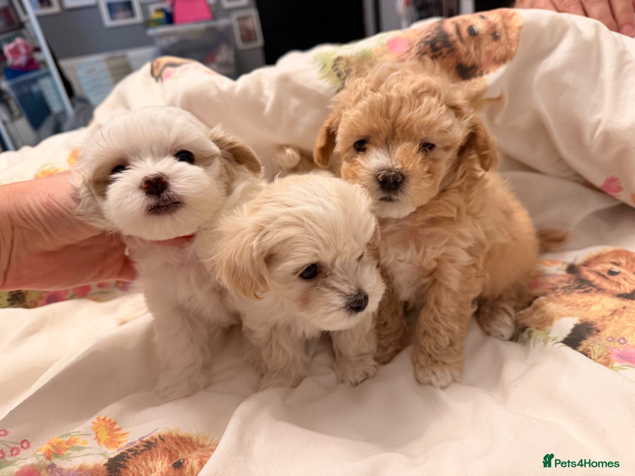 Maltipoo dogs ❌❌S  Gorgeous Maltipoo F2 🐶🐶🐶 - Advert 2