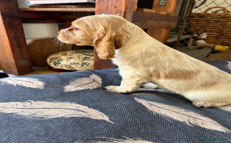 Cocker Spaniel dogs - Advert 2