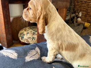 Cocker Spaniel dogs - Advert 7