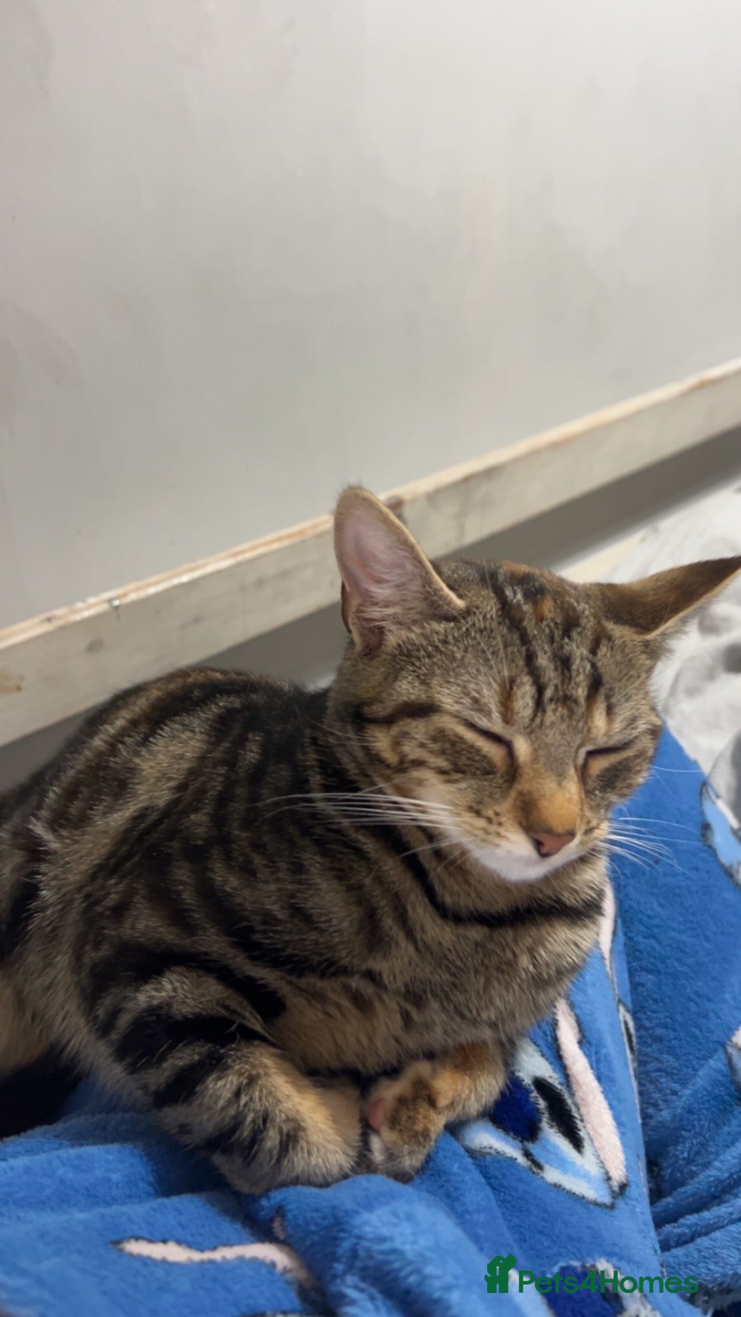 Mixed Breed cats 4x kittens 7-8 weeks - Advert 2