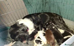 Sprollie dogs for sale: Sprollie  - Image 1