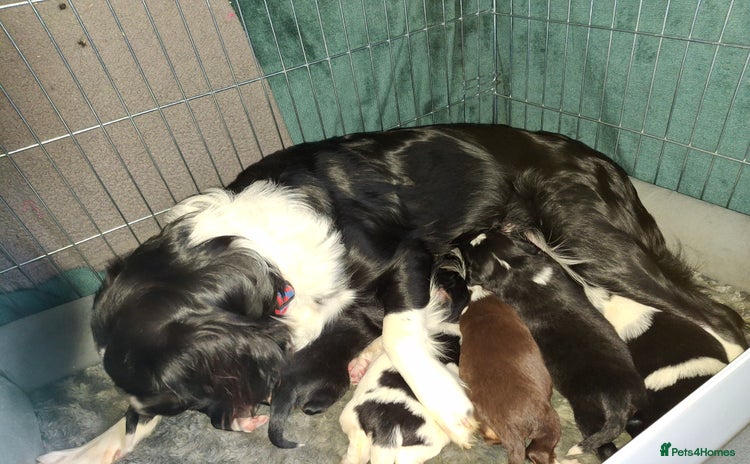 Sprollie dogs - Advert 1