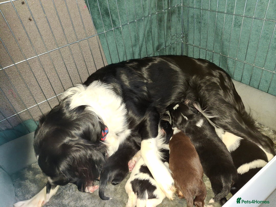 Sprollie dogs for sale: Sprollie  - Image 1