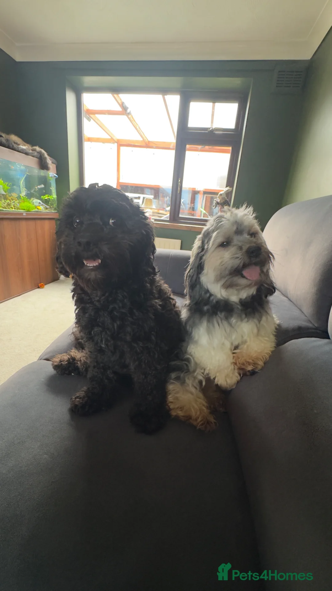 Yorkiepoo dogs for sale: Beautiful yorkiepoo puppies  - Advert 18