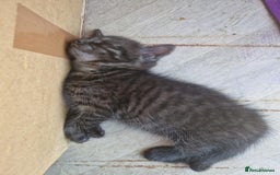 British Shorthair cats for sale: British shorthaired mixed with Ragdoll kitten - Image 2