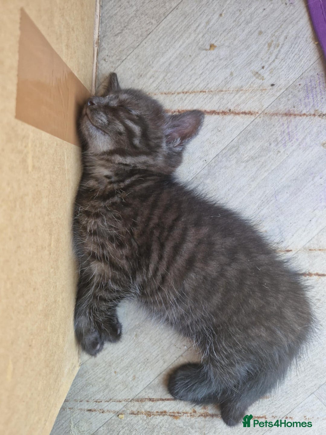 British Shorthair cats for sale: British shorthaired mixed with Ragdoll kitten - Image 2