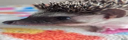 Pygmy Hedgehog rodents for sale: Beautiful Baby Hoglets Ready Now/Reserve - Advert 14