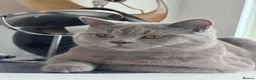 British Shorthair cats for stud: BRITISH SHORT HAIR STUD - Advert 1