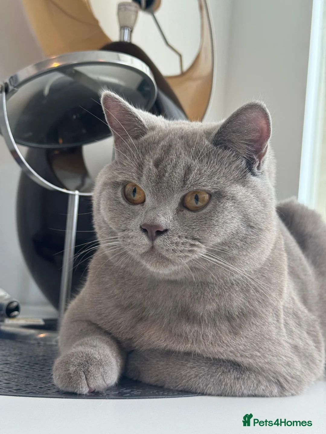 British Shorthair cats for stud: BRITISH SHORT HAIR STUD - Advert 1
