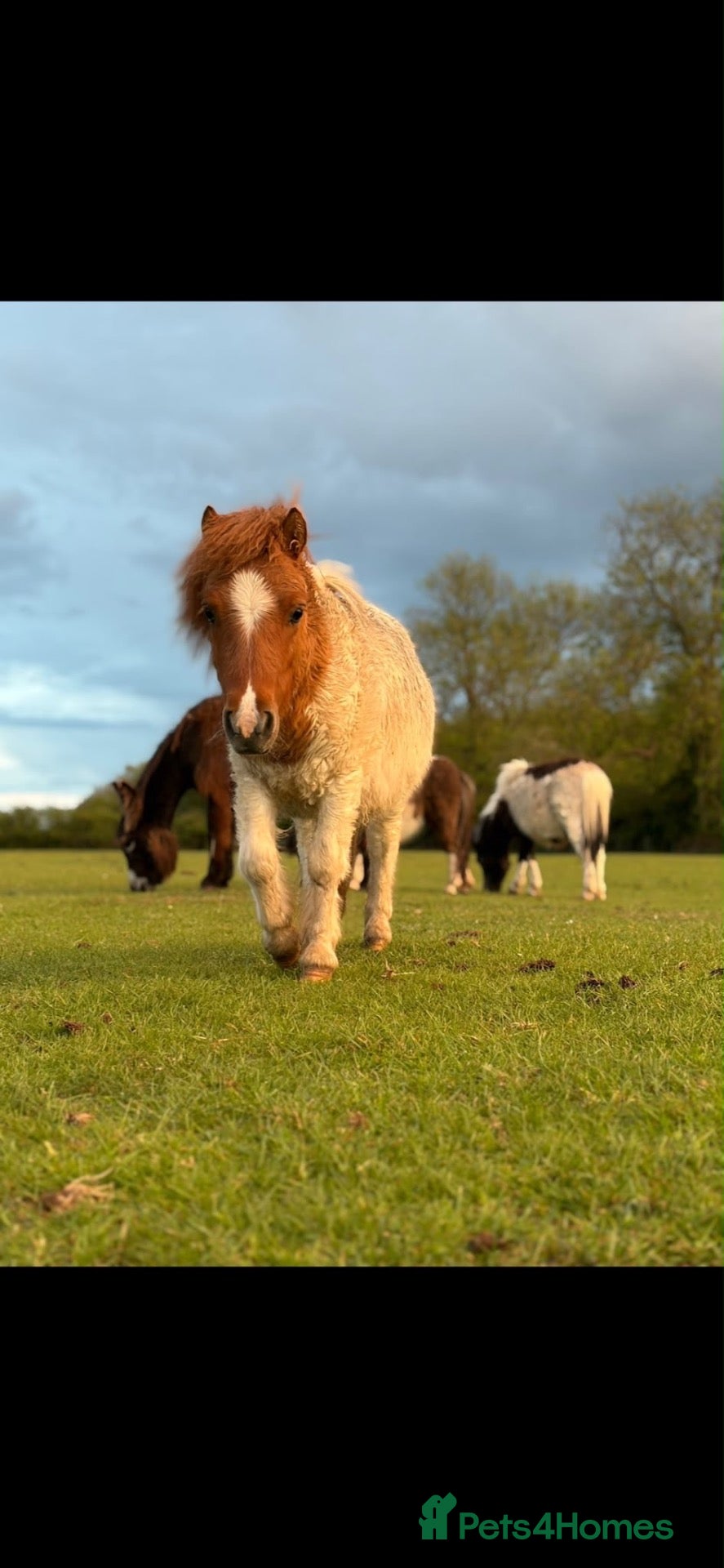 Shetland pony horses Gorgeous little Shetland colt - Advert 1