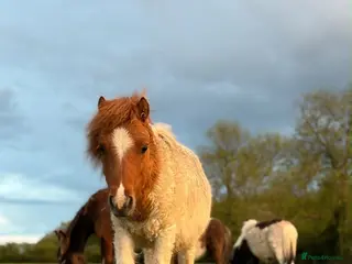 Shetland pony horses Gorgeous miniature Shetland colt - Advert 1