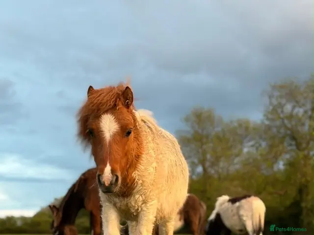 Shetland pony horses Gorgeous miniature Shetland colt - Advert 1