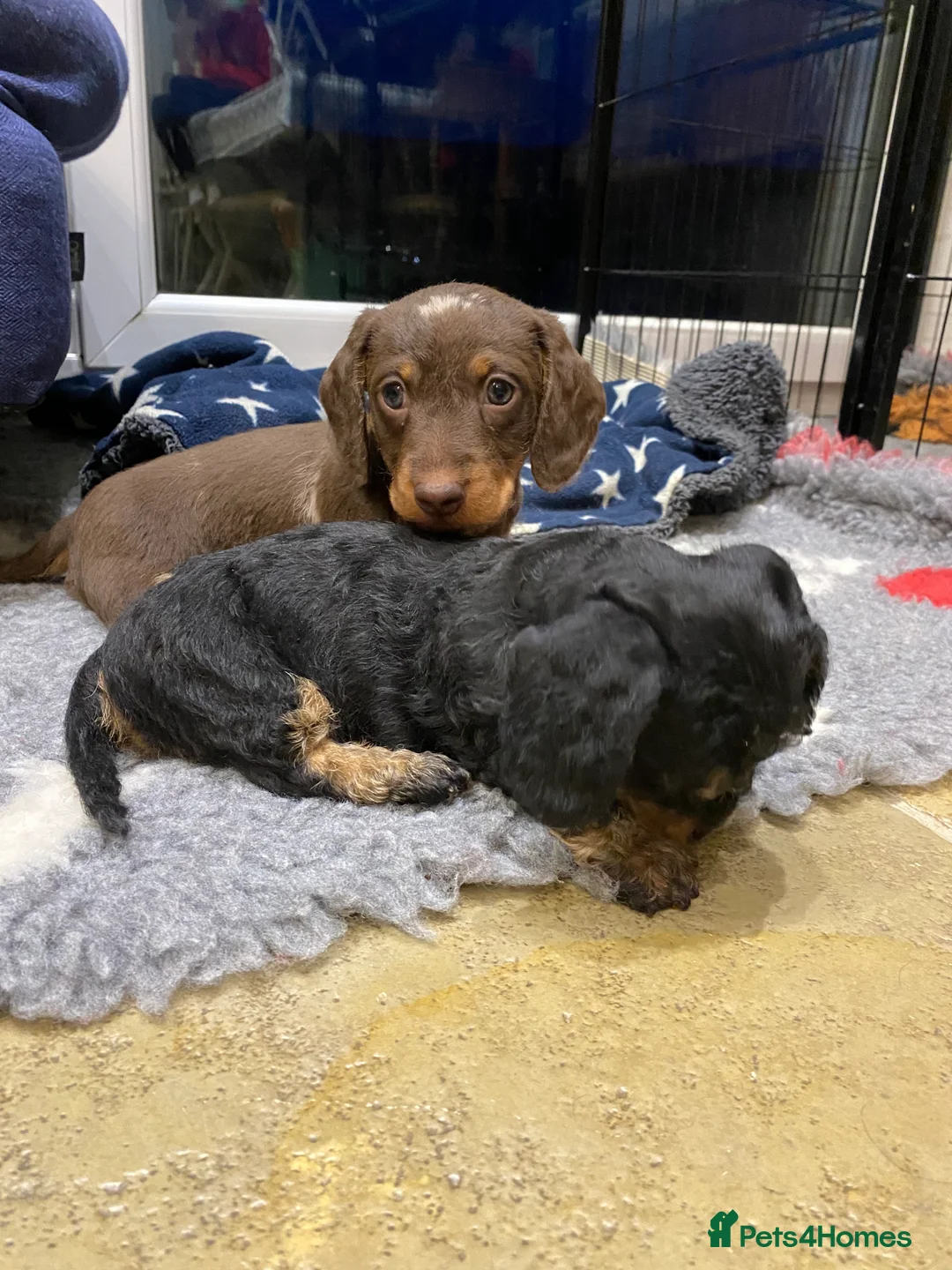 Miniature Dachshund dogs for sale: Miniature Wire-Haired Dachshund ready 18 March   in Llandovery - Advert 7