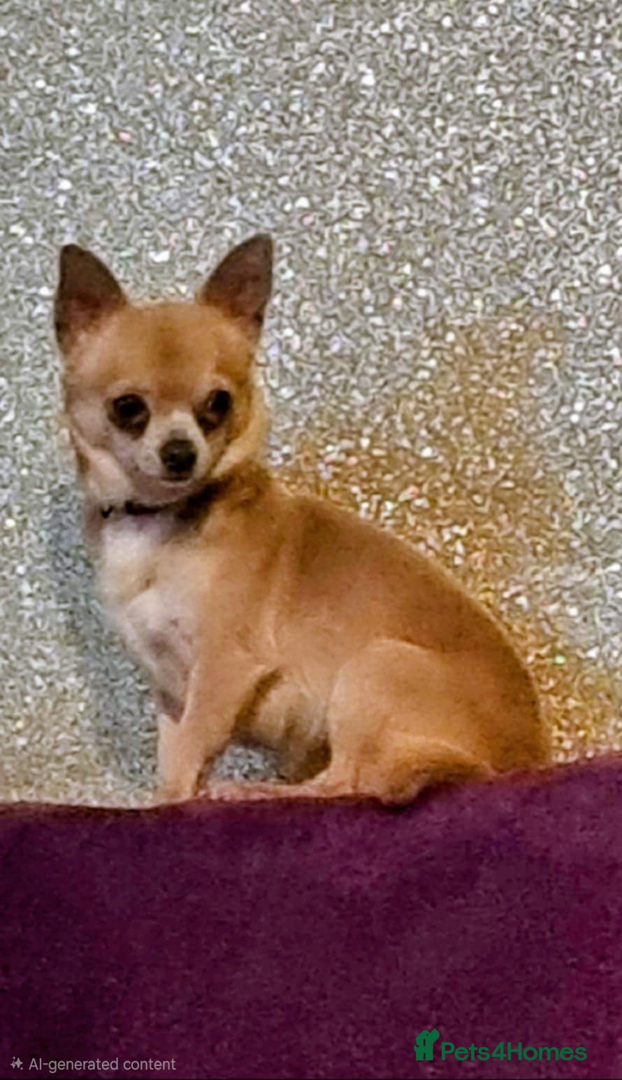 Chihuahua dogs CHIHUAHUA* Adult *TINY Male & TINY POM Female  - Advert 3