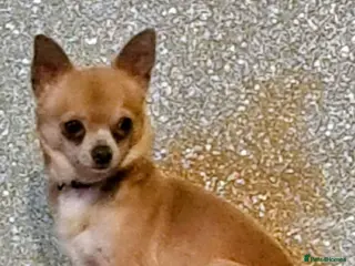 Chihuahua dogs CHIHUAHUA* Adult *TINY Male & TINY POM Female - Advert 9