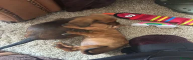 Miniature Dachshund Puppy 6
