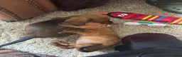 Miniature Dachshund dogs for sale: Dachound puppy’s last boy !!!  - Advert 7
