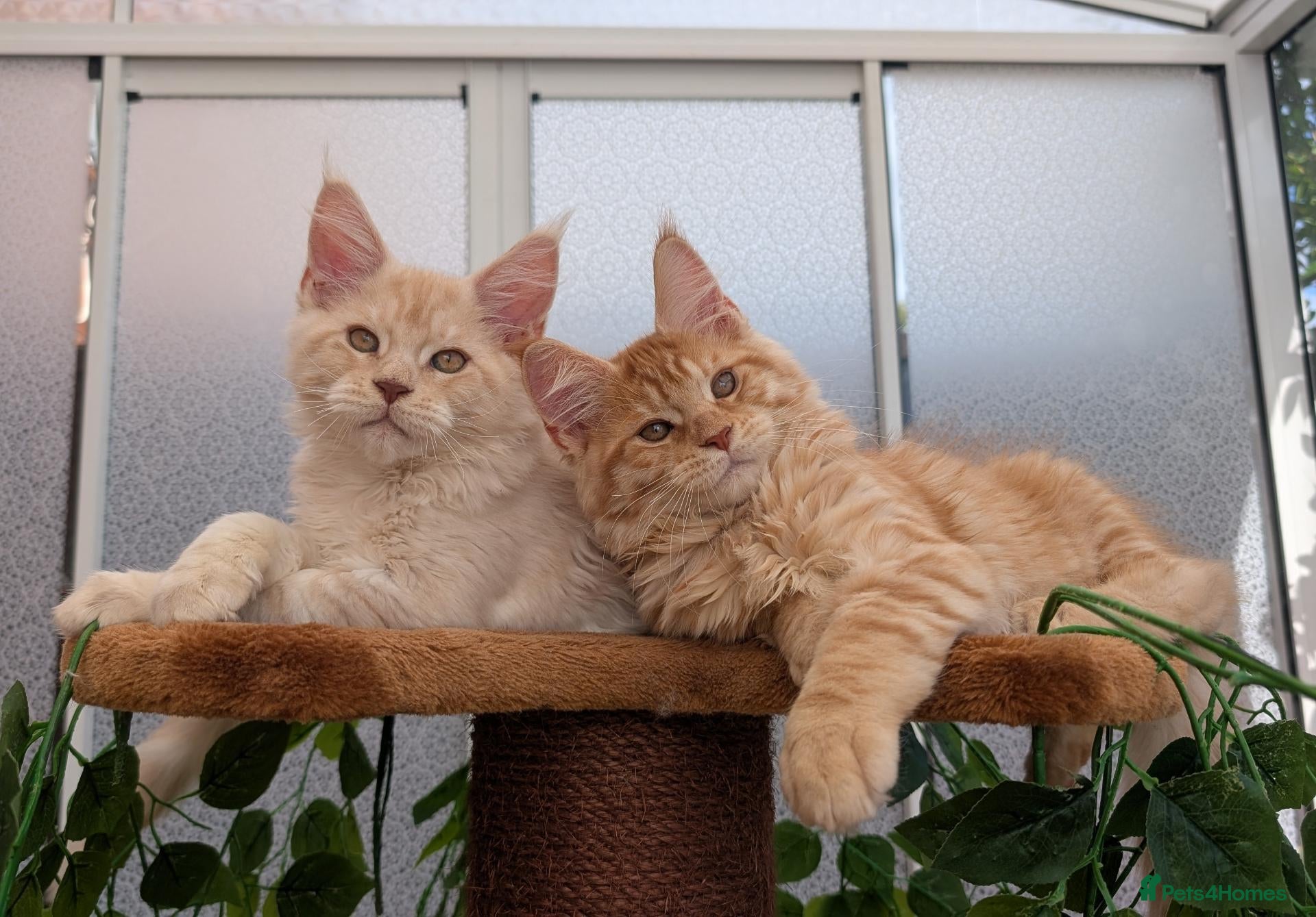 Maine Coon cats Stunning Tica registered Maine coons - Advert 2