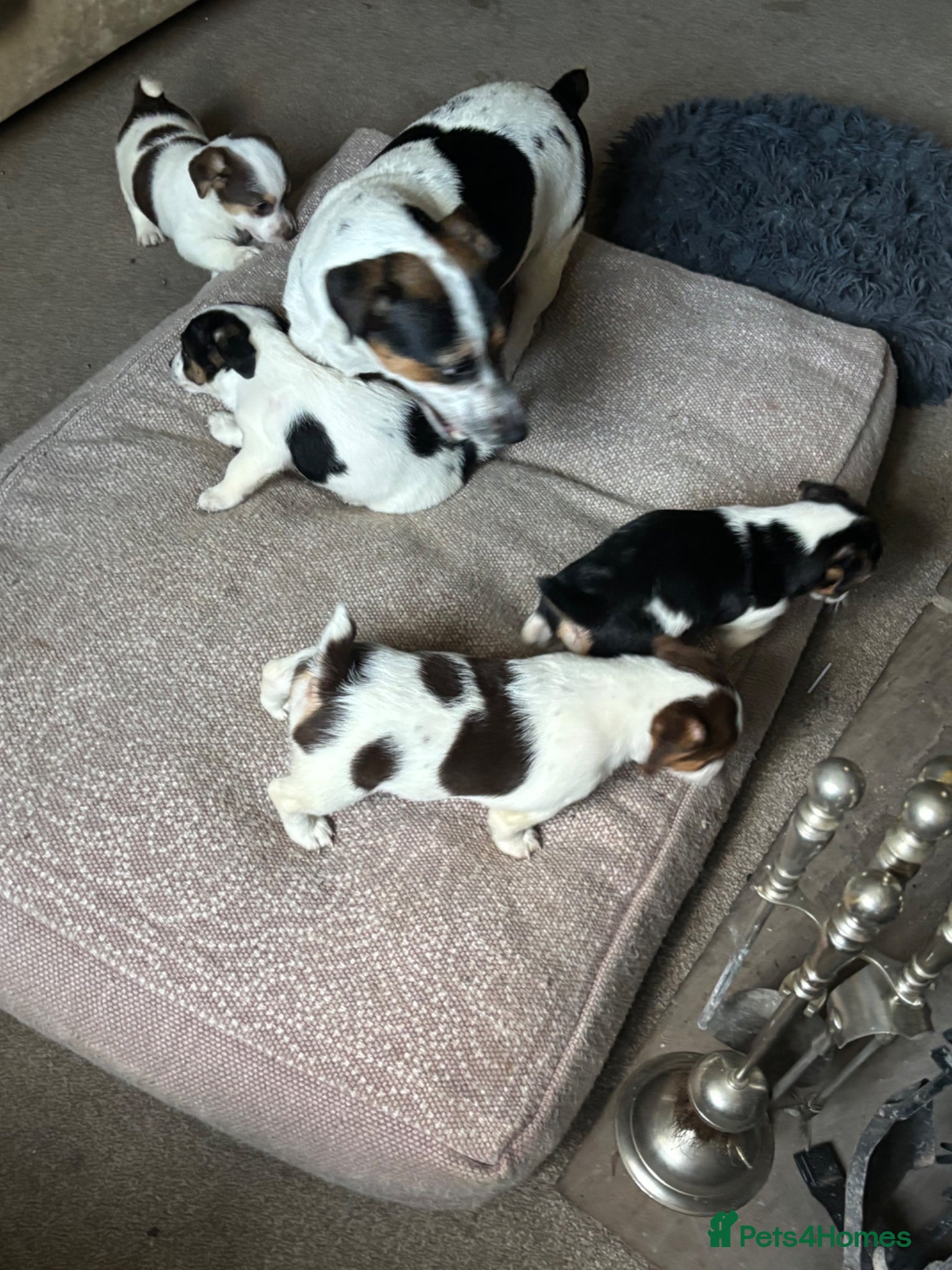 Jack Russell dogs Real deal traditional Jacks - readu - Advert 1