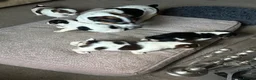 Jack Russell dogs for sale: 2 remaining Traditional Jack Russell’s  - Advert 9