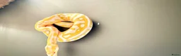 Python Snake reptiles for sale: 1.0 Leo Candy 66% het Pied  - Advert 11