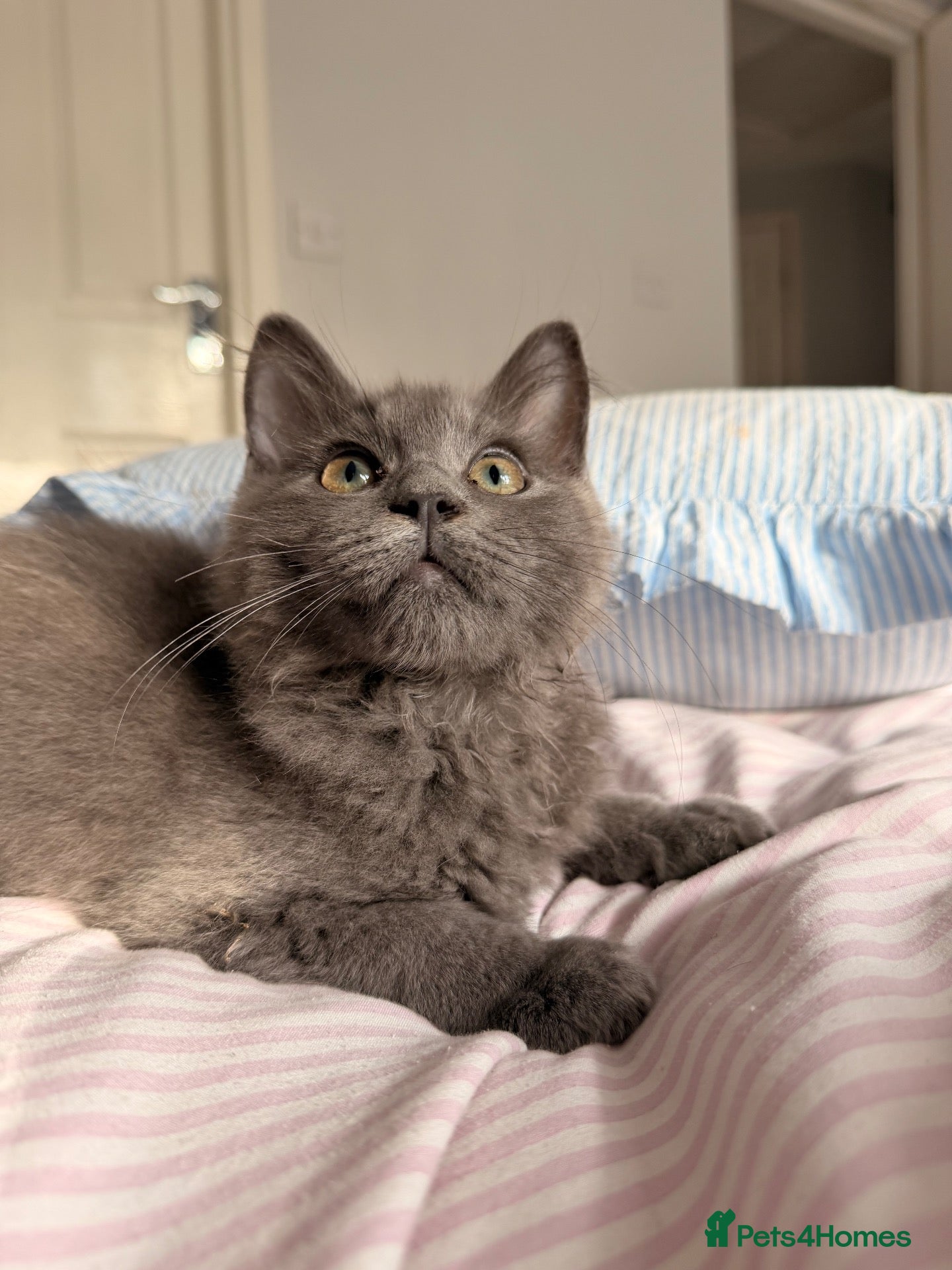 Ragdoll cats Ragdoll blue long hair  - Advert 3
