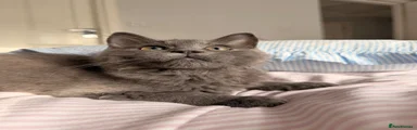 Ragdoll 1